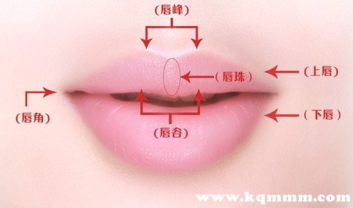 嘴唇结构