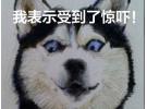 KAI 贝印  Nyammy 猫猫系列厨具