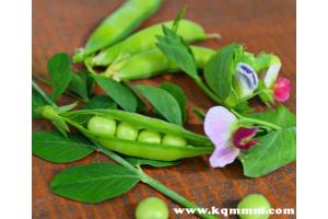 豌豆发芽了之后还能吃吗 豌豆发芽了还能吃吗新鲜豌豆 海淘族