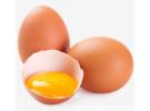 鸡蛋功效与作用营养价值，鸡蛋有什么功效和作用