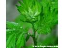 艾草精油能祛斑吗，艾草精油擦脸有什么功效