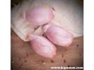 女人吃了羊蛋晚上有什反应，女人吃羊蛋会雄性激素高吗