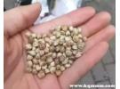 女人吃麻子有什么好处，麻子的功效与作用