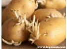 土豆的龙葵素在体内多久可以清除，龙葵素会蓄积在人体吗