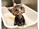 给猫洗澡用人的沐浴露可以吗，人用的沐浴露可以给猫用吗