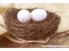 鸽子蛋的禁忌和副作用，鸽子蛋的禁忌配伍