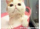 超简单自制猫咪沐浴露，宠物沐浴露配方与制作