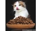 全价猫粮是什么意思 幼猫能吃吗