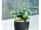 九里香能驱蚊虫吗？九里香驱蚊效果好吗