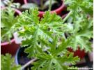 什么植物驱蚊子最有效？驱蚊植物 室内盆栽哪种最好