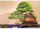 日本盆景代购网站