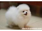 买狗不退打12315有用吗